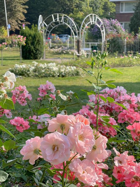 Pink And Green Garden, Winx Flora, Lily Calloway, Hay Fever, Pink Lifestyle, Pink Garden, Flower Therapy, Floral Photo, Pink Houses