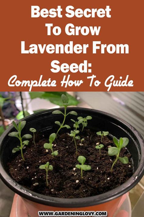 Lavender is a pretty, aromatic herb which, depending on the particular species, emits violet, yellow or white flowers. Do you want to know how to grow lavender from seed? Read this post. How To Plant Seeds, How To Grow Lavender From Seed, Can You Grow Lavender Indoors, How To Grow Lavender, Planting Lavender Seeds, How To Plant Lavender, Lavender Plant Indoors, Grow Lavender From Seed, Lavender Plant Uses