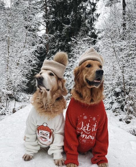 Winter Thoughts, Christmas Dog Photography, Christmas Pet Photos, Christmas Golden Retriever, Dog Christmas Photos, Dog Christmas Pictures, Golden Retriever Christmas, Cute Christmas Outfits, Photos With Dog