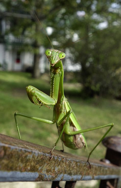 Large praying mantis scopes out the photographer.  Photo by Susan Pogany. Praying Mantis Oc, Praying Mantis Reference, Praying Mantis Drawing, Female Praying Mantis, Pray Mantis, Praying Mantis Pictures, Bug Reference, Mantis Insect, Mantis Marvel