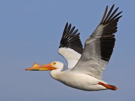 Bird Wings Costume, Pelican Photos, Popoyo, White Pelican, Pelican Bird, Brown Pelican, White Egret, Common Birds, Pet Halloween Costumes