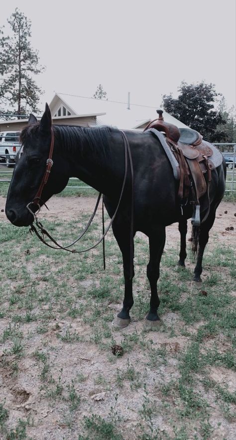 Horse Riding Clothes, Rodeo Horses, Dream Horse, American Quarter Horse, Black Horses, Country Lifestyle, Best Girl, Ranch Life, Western Horse