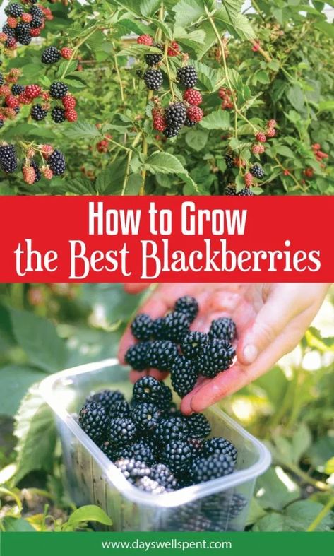 How To Grow Blackberries, Grow Blackberries, Plantarea Legumelor, Gemüseanbau In Kübeln, Blackberry Plants, Growing Blackberries, Berry Garden, Growing Fruit Trees, Sustainable Gardening