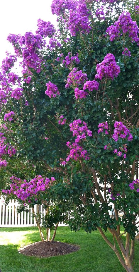 Crape Myrtle comes in purple, pink, red and yellow they are so beautiful. (hard to grow in KS colder winters, but not impossible, some varieties hardier like red) Purple Crepe Myrtle Tree, Purple Crepe Myrtle, Crepe Myrtle Trees, Crepe Myrtles, Myrtle Tree, Crepe Myrtle, Crape Myrtle, Fence Landscaping, Garden Yard Ideas