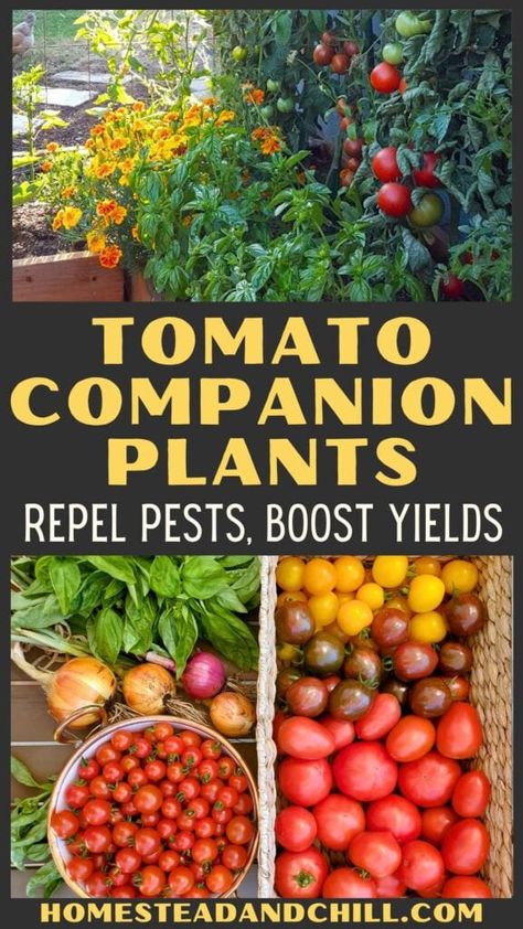 Wondering what to plant with tomatoes? Try these tomato companion plants! This post will teach you about the best tomato companion plants, including their unique benefits for natural garden pest control and increased yields! Also get garden layout tips on how to companion plant (aka interplant or intercrop) tomatoes with herbs, flowers and vegetables in your raised garden beds or containers. Finally, learn what plants NOT to plant with tomatoes (what crops don't grow well with them). What To Plant Next To Each Other, Tomato Companion Planting, What To Plant With Tomatoes, Plant With Tomatoes, Companion Plants For Tomatoes, Companion Planting Layout, Grow Foods, Planting Layout, Tomato Companion Plants