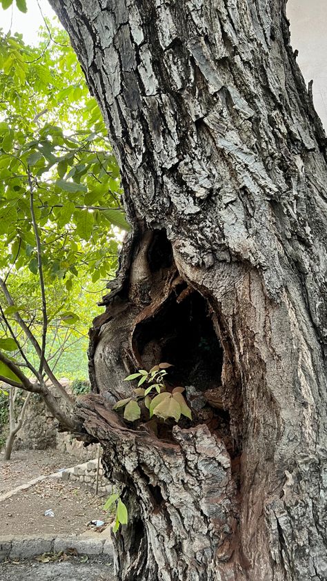 Oak Tree Bark, Bigfoot Art, Canvas Art Painting Acrylic, Hollow Tree, Tree Drawings Pencil, Art Drawings Sketches Pencil, Old Tree, Old Trees, Landscape Art Painting