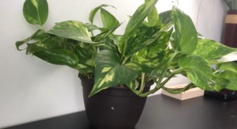 Adding a Pothos Plant in Your Aquarium (Everything You Need to Know) Pothos In Aquarium Fish Tanks, Pothos Plants, Fish Activities, Aquaponics Fish, Betta Tank, Turtle Tank, Betta Fish Tank, Aquarium Filter, Pothos Plant