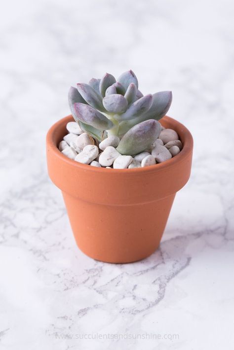 Succulent Containers, Succulent Aesthetic, Succulents Aesthetic, Mini Succulent Garden, Types Of Succulents Plants, Pot Diy, Baby Succulents, Terra Cotta Pot, Succulent Gardens