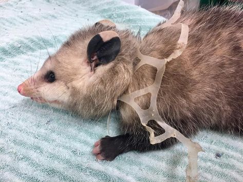 2017 | What the Rescue of an Opossum Stuck in a 6-Pack Teaches Us About Our Plastic Addiction | "About 85% of the plastic produced in our world isn’t recycled, and around 8.8 million tons of plastic makes its way into our oceans every year, where it pollutes our waters and kills marine life. On land, our trash poses a threat to wildlife who can accidentally ingest plastic pieces or become entangled..." Opossum expected to make a full recovery and be released, but not all animals are so lucky. Marine Debris, Land Animals, Wildlife Rehabilitation, Plastic Pollution, Animal Control, Six Pack, Environmental Issues, Marine Animals, Save Earth