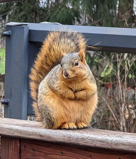 Fat Squirrel, Fat Animals, Cute Small Animals, Flying Squirrel, Chinchillas, Happy Girl, Fluffy Animals, Rodents, Cute Creatures