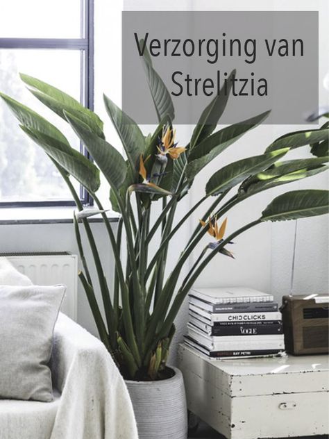 De Strelitzia is een immens populaire kamerplant. Het is een makkelijke plant die weinig onderhoud vraagt. Hoe je deze het beste verzorgt? Lees het hier! Gabion Walls, Green Wall Plants, Plants Tips, Gabion Wall, Flowers Decoration, Green Walls, Flowers Plants, Plant Wall, Birds Of Paradise