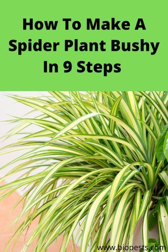 Spider Plant Care, Tattoo Plant, Household Plants, Plant Care Houseplant, Spider Plant, Plant Hacks, Inside Plants, Growing Plants Indoors, Indoor Plant Care