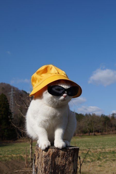 Cats With Hats, Aesthetic Wallpaper, Follow Me, Sunglasses, Hats, Yellow