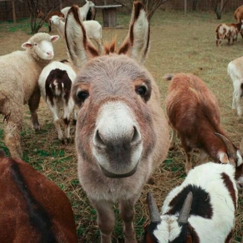 Cheerful Donkey Farm Animal Rescue, Rescue Farm, Baby Donkey, Mini Donkey, Cute Donkey, A Donkey, Image Film, Animal Sanctuary, Work With Animals