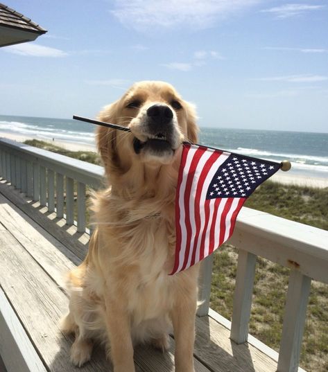 Happy Birthday America! 🇺🇸❤️

Don't forget to use code "Fireworks" for 20% off any beachBRELLA purchase today!

#usa #happybirthday #freedom #america Freedom America, Happy Birthday America, American Decor, East Coast, Fireworks, Summer Vibes, Golden Retriever, Don't Forget, Happy Birthday