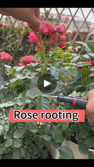 Propagating Roses, Rose Plant Care, Rooting Roses, Garden Hacks Diy, Grafting Plants, Rose Cuttings, Idee Cricut, Plant Care Houseplant, Succulent Garden Diy