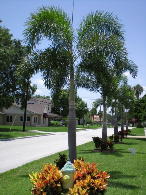 Tips & Advice Blog Foxtail Palm Tree, Foxtail Palm, Palm Trees Garden, Tropical Backyard Landscaping, Modern Garden Landscaping, Backyard Resort, Palm Trees Landscaping, Small City Garden, Florida Landscaping