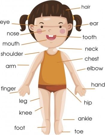 I found this from Hellogiggles.com, great printable for kids to understand their body! Body Parts For Kids, Body Preschool, Body Parts Preschool, Body Chart, English Ideas, English Activities For Kids, Teaching English Grammar, Learning English For Kids, English Worksheets For Kids