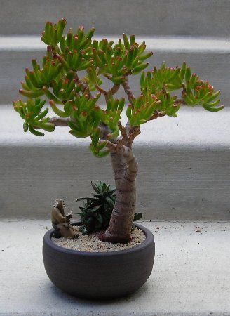 Ceramic Tattoo, Jade Bonsai, Bonsai Tree Care, Succulent Bonsai, Bonsai Styles, Indoor Bonsai, Succulent Gardening, Miniature Trees, Jade Plants