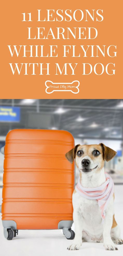 11 Lessons Learned While Flying With My Dog In-Cabin | Dog Travel Tips | Curly Animals, Flying With Dog, Flying With Dog In Cabin, Dogs Traveling, Flying With A Dog, Dog Traveling, Traveling With Dog On Plane, Flying Dog, On An Airplane