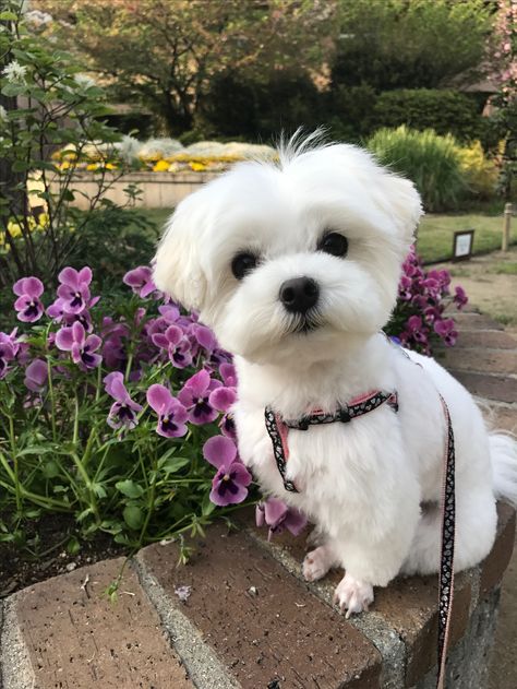 Haircuts For Maltese Dogs, Maltese Dog Haircut, Maltese Puppy Haircut, Maltese Haircut Hairstyles, Shitzu Dogs Haircuts, Maltese Dogs Haircuts, Maltese Haircut, Top 10 Dog Breeds, Dog Breeds That Dont Shed