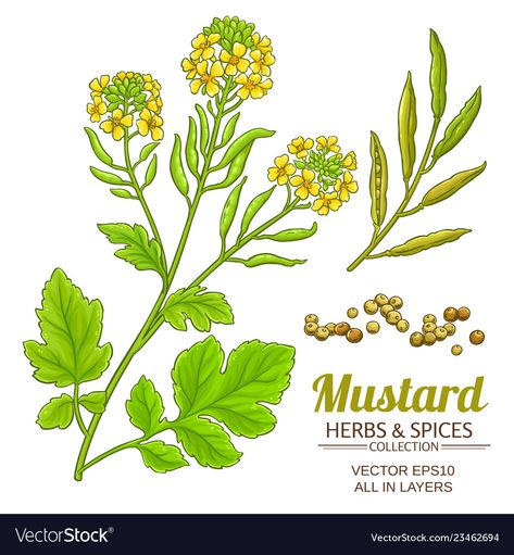 Mustard Seed Plant, Seed Illustration, Broccoli Plant, Camellia Plant, Mustard Plant, Geranium Plant, Retro Packaging, Mustard Flowers, Calendula Flower