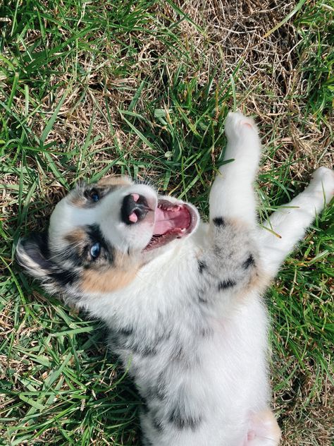 Mini Blue Merle Australian Shepherd, Mini Aussie Blue Merle, Mini Australian Shepherd Full Grown, Blue Merle Australian Shepherd, Mini Aussie Puppy, Mini Australian Shepherd, Aussie Puppy, Australian Shepherd Blue Merle, Cute Fluffy Dogs