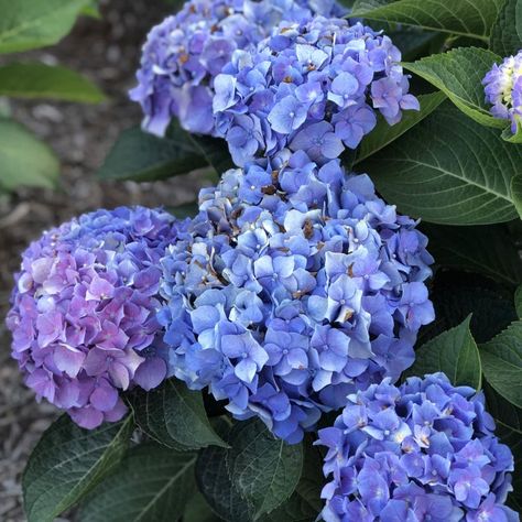 Hydrangea Care - Planting, Growing & Cultural Information Big Leaf Plants, Pruning Hydrangeas, Big Leaf Hydrangea, Bigleaf Hydrangea, Garden Mum, Hydrangea Care, Hydrangea Macrophylla, Big Leaves, Pink Garden