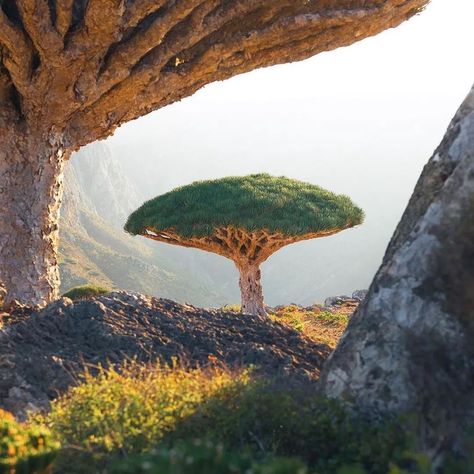 Dragon’s Blood Tree, a plant species unique to Socotra, Yemen. Credit: @marcograssiphotography #island #travelling #vacation #natureworld_photography #relax #photooftheday #amazing #desertlife #tree #amaze #photography Socotra Yemen, Tree Town, Desert Trees, Cool Photoshop, Socotra, Urban Beauty, Desert Life, World Photography, Plant Species