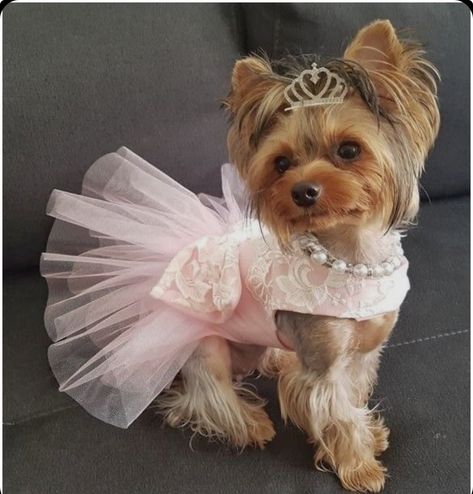 Yorkie Dressed Up, Dog Clothes Patterns Sewing, Yorkie Clothes, Colorful Hairstyles, Dog Mommy, Spoiled Dogs, Cute Dog Clothes, Puppy Dress, Dog Clothes Diy