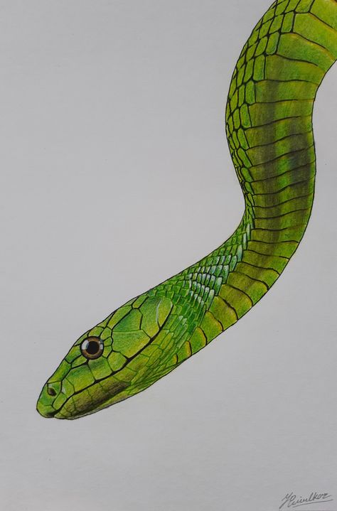 Snake Colour Pencil Drawing, Realistic Snake Drawing Color, Snake Drawing Colored Pencil, Snake Color Pencil Drawing, Colorful Snake Drawing, Snake Picture Drawing, Realistic Snake Painting, 3d Snake Drawing, Snake Realistic Drawing