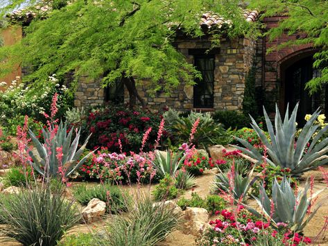 South Texas Landscaping, Desert Landscape Ideas, Vegas Pictures, Las Vegas Pictures, Drought Resistant Landscaping, Texas Landscaping, Xeriscape Landscaping, Texas Plants, Water Wise Landscaping