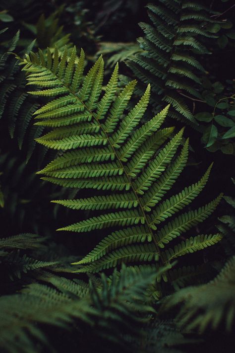 intimesbeforethelight:  “ Arrangement of ferns II.  Südfriedhof Leipzig, 07/2016.  ” Scanner Photography, Plant Reference, Nature Leaves, Wallpaper Images Hd, Chasing Waterfalls, Enchanted Wood, Dark Green Aesthetic, Nature Walk, Lock Screens