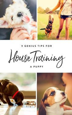 Pocket Beagle, House Training Puppies, Puppies Tips, Puppy House, Easiest Dogs To Train, Puppy Training Tips, Crate Training, Training Your Puppy, Puppy Care