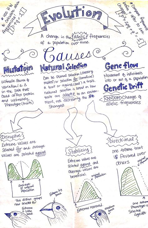 Evolution Part 1 - AP Biology ThingLink Life Science Grade 12 Notes, Natural Selection Notes, Evolution Notes Biology, Life Sciences Study Notes Grade 12, Grade 11 Biology Notes, Biology Anchor Charts High Schools, Evolution Notes, Zoology Career, Biology Evolution