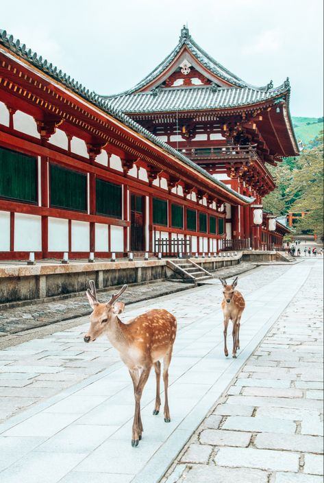 Deer, Japan, Temple