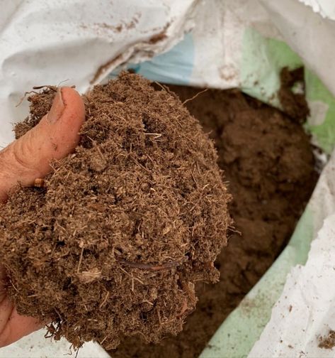 Peat moss use in gardening unsustainable, says soil expert | CBC News Peat Bog, Blueberry Bushes, Grow Plants, Moss Garden, Pitcher Plant, Home Vegetable Garden, Peat Moss, Seasonal Garden, Edible Plants