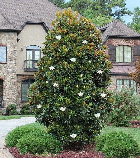 Magnolia Little Gem Little Gem Magnolia Tree, Magnolia Little Gem, Southern Magnolia Tree, Thuja Green Giant, Magnolia Grandiflora, Privacy Trees, Southern Magnolia, Magnolia Tree, Crape Myrtle