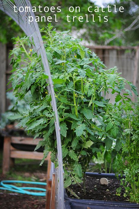 Tomato Cattle Panel Trellis, Cattle Panel Trellis Tomato, Trellis For Tomatoes, Tennessee Gardening, Dandelion Garden, Cattle Panel Trellis, Panel Trellis, Grow Vertically, Tomatoes In Containers