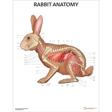 Veterinary Study, Rabbit Anatomy, Anatomy Chart, Anatomy Poster, Animal Anatomy, Bunny House, Anatomy Study, Washable Markers, Scientific Illustration