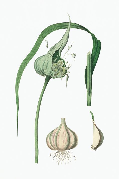 Botanical psd garlic plant vintage sketch | free image by rawpixel.com / nook Garlic Botanical Illustration, Garlic Drawing, Garlic Plant, Garlic Flower, Drawing Plants, Sketch Free, Garlic Garlic, Free Drawing, Botanical Illustration Vintage