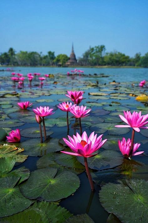 In nature, nothing is perfect and everything is perfect.Trees can be contorted, bent in weird ways, and they're still beautiful. Water Lilies Painting, Flowering House Plants, Pond Painting, Nature Photography Flowers, Lily Lotus, Lily Painting, Water Lilly, Lotus Pond, Parts Of A Flower