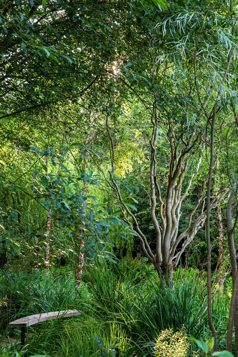 Woodland garden ideas: give your yard a leafy canopy | Woodland Garden Ideas, Woodland Planting, Naturalistic Garden, Landscaping Around Trees, Japanese Garden Landscape, Trellis Fence, Woodland Plants, Front Garden Design, Fast Growing Trees