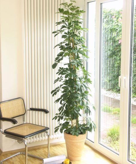 Tall Houseplants Indoor, Tall Bedroom Plants, Tall Plant Indoor, Large Houseplants Indoor, Tall Inside Plants, Tall Houseplants, Tall Low Light Indoor Plants, Best Tall Indoor Plants, Tall House Plants Indoor