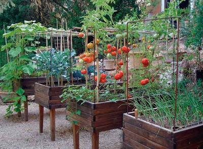 El huerto en macetas | Edición impresa | EL PAÍS Tomato Planter, Market Garden, Veg Garden, Rooftop Garden, Roof Garden, Veggie Garden, Terrace Garden, Organic Farming, Kitchen Garden