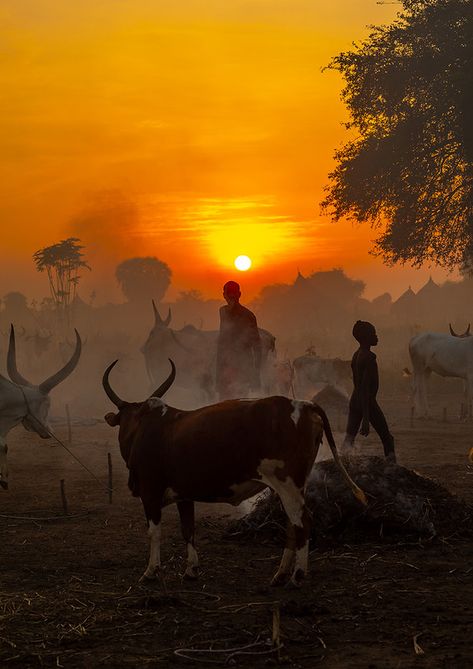 African Tribe Art, Africa Culture Aesthetic, Africa Landscape Photography, Africa Aesthetic People, Tribe Photography, African Safari Pictures, Mundari Tribe, Nguni Cows, Nguni Cattle