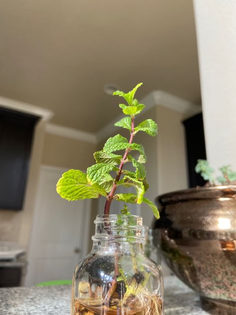 It’s so easy to propagate mint! Just place any clippings into water and wait for roots. I recommend transplanting into a pot because mint can spread like crazy! #mint #herb #garden #propagate #flowers #yard #green Mint In Water, Propagate Mint, Mint Herb, Growing Mint, Water Aesthetic, Like Crazy, Herb Garden, In Water, Herbs