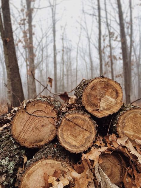 lumber and fog Autumn Day, Foto Tips, Fall Feels, Autumn Cozy, Autumn Aesthetic, Fall Wallpaper, Autumn Inspiration, Fall Vibes, In The Woods