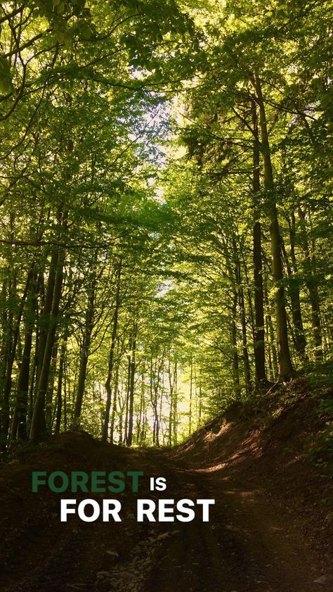 Forest is for rest. #forest #rest #for #trees #slovakia Caption For Jungle Pic, Nature Trails Aesthetic, Nature Conservation Quotes, Forest Story Ideas, Captions For Forest Pictures, Forest Quotes Instagram, Forest Captions, Tree Composition, Forest Quotes