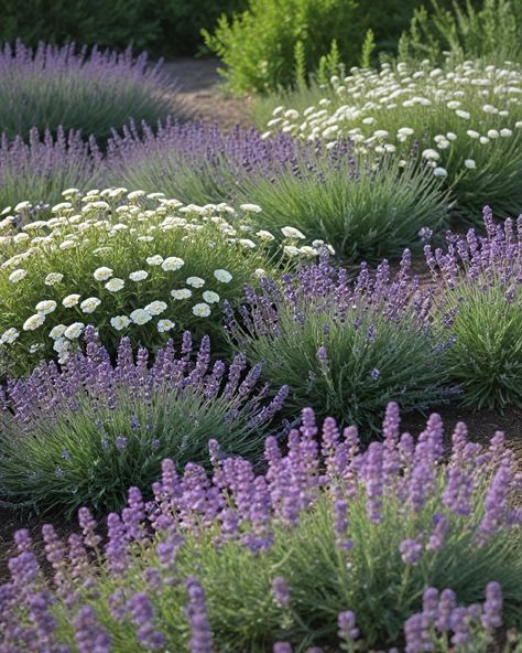 Lavender And Succulents Landscape, Cotton Lavender Plant, Lavender Companion Planting, Lavender Garden Landscaping, Lavender Flower Bed, Lavender Companion Plants, Salvia Plants, Best Companion Plants, Sweet Briar